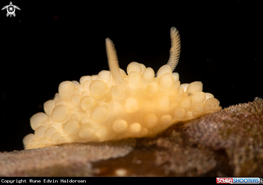 A Onchidoris muricata