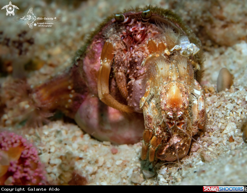A Permitan Crab