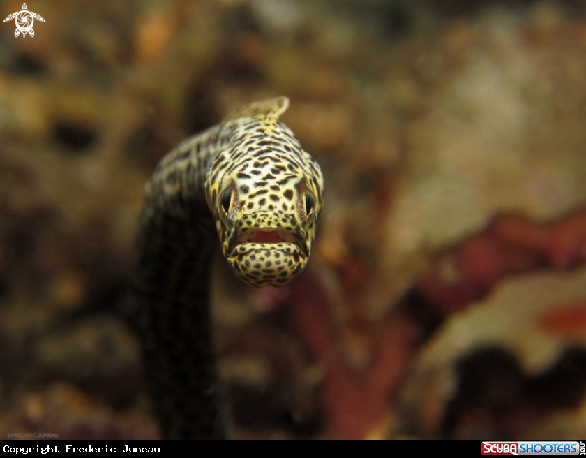 A underwater creature