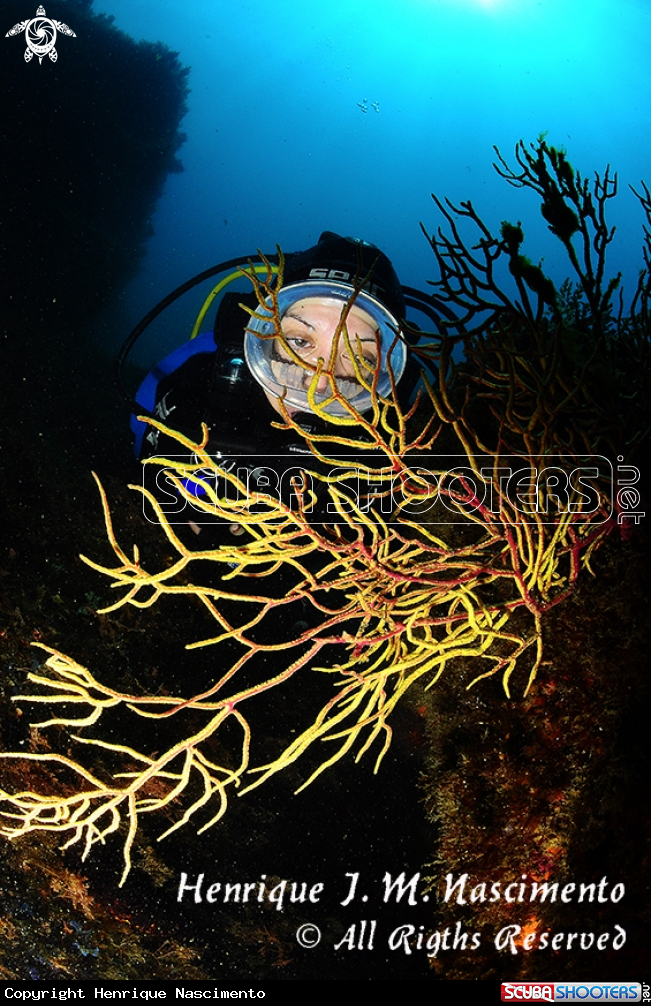 A Himo sapiens & Gorgonian