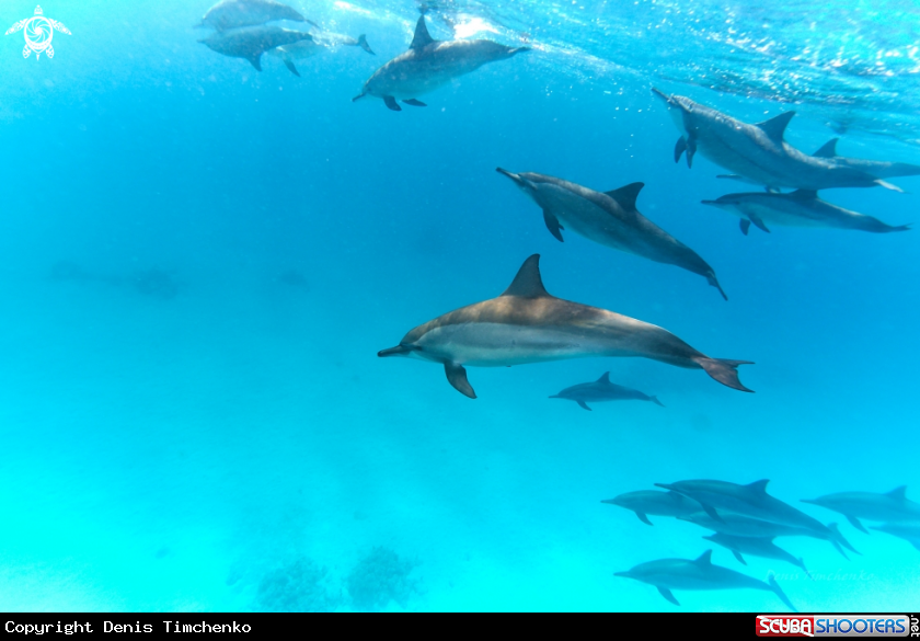 A DOLPHIN