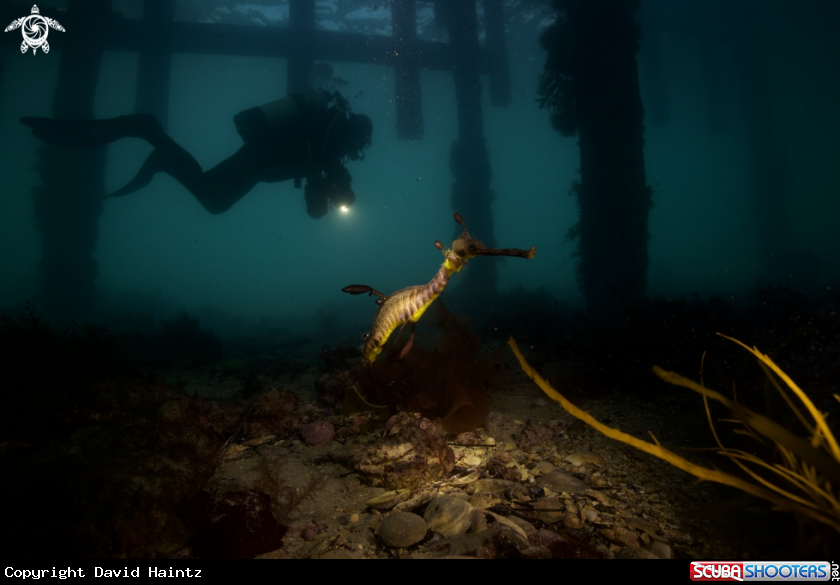 A Weedy Seadragon