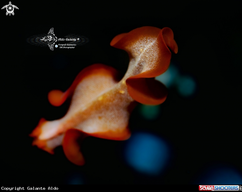 A Flatworm