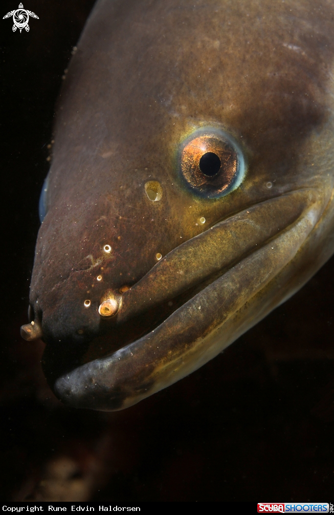 A European eel 