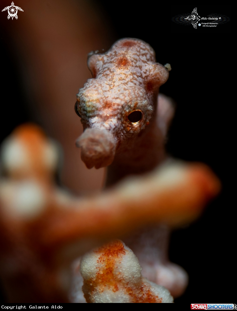A Pygmy Seahorse