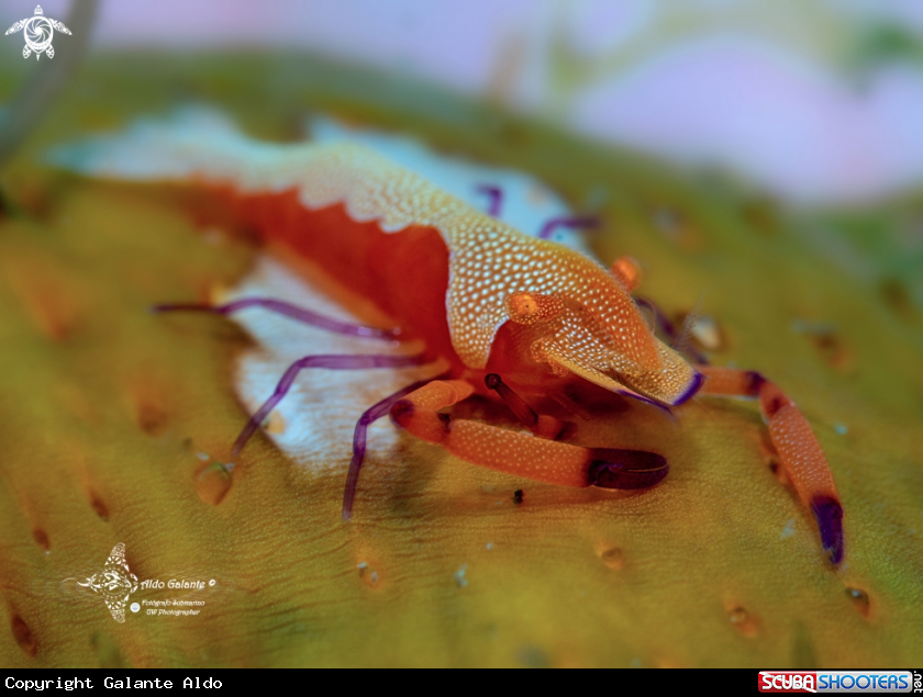 A Emperor Shrimp