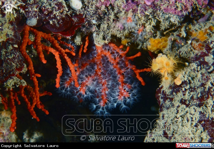 A Corallium rubrum