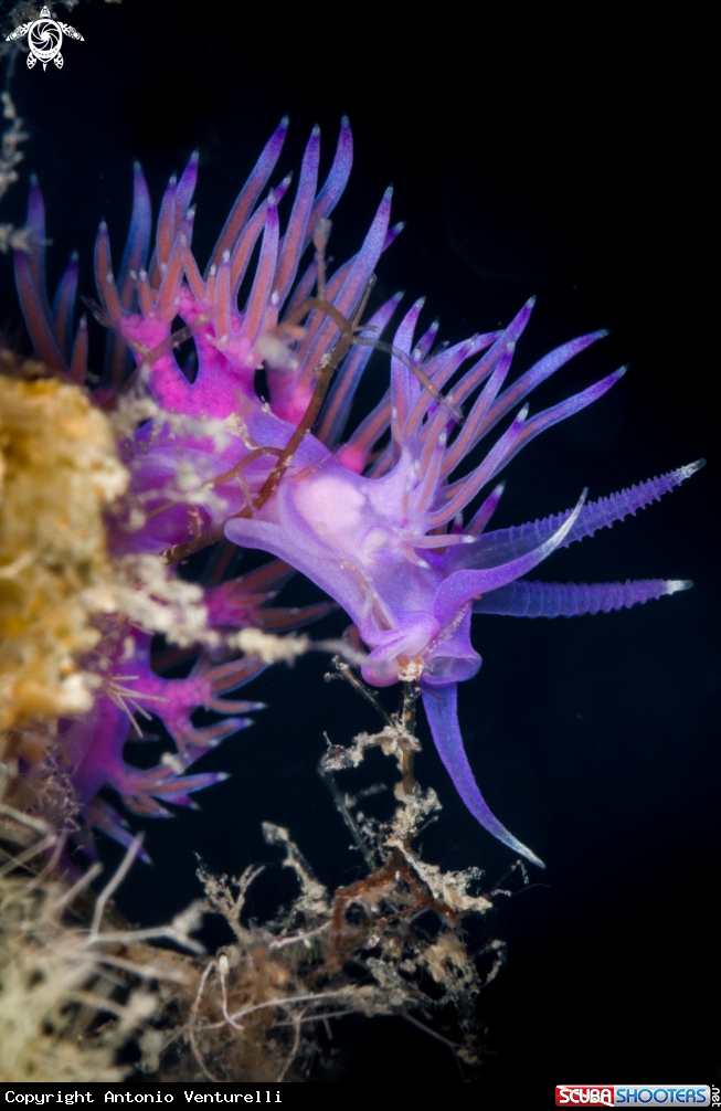 A Flabellina rosa nudibranch
