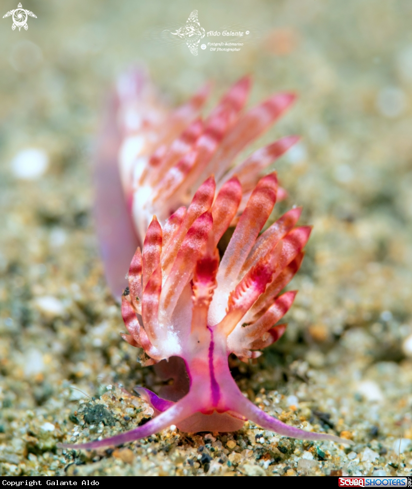 A Nudibranch 