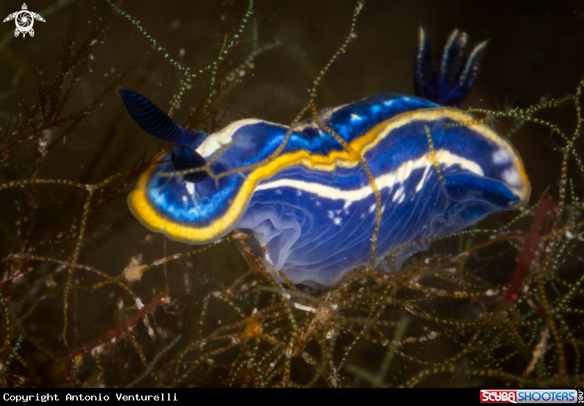 A Tricolor nudibranch