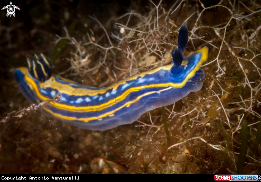 A Hypselodoris tricolor nudibranch