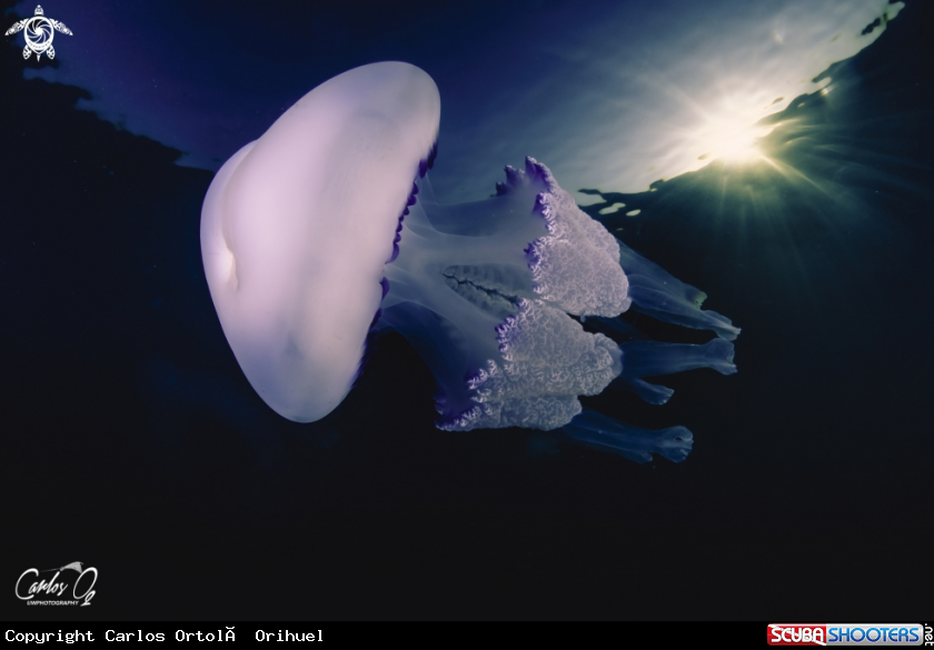 A Barrel jellyfish