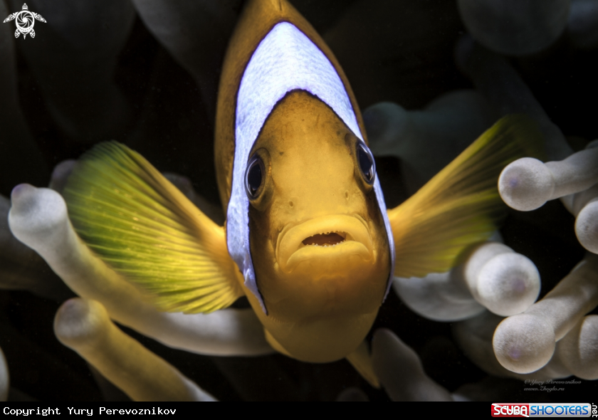 A clown fish