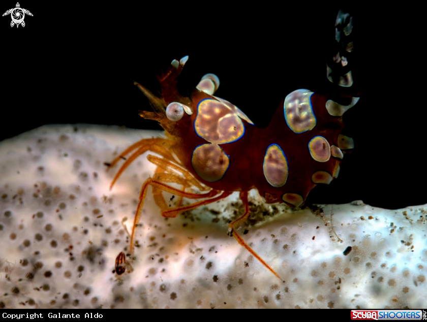 A Sexy Shrimp