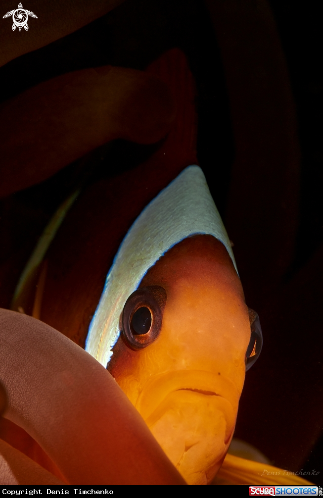 A FISH