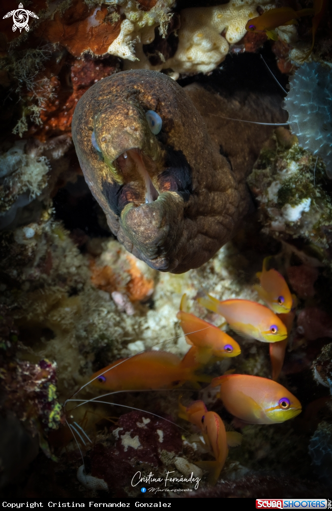 A Bandit moray