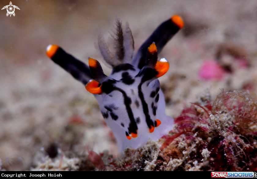 A Thecacera picta 