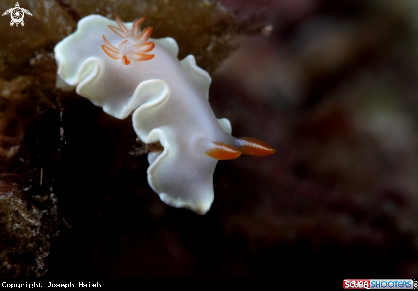A Noumea angustolutea
