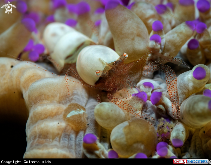 A Coral Shrimp