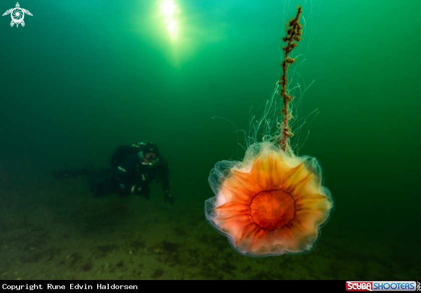 A Lions mane jelly