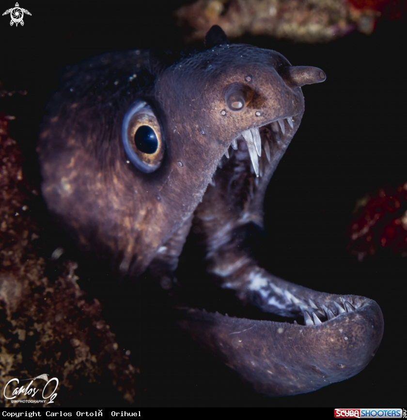 A Moray eel