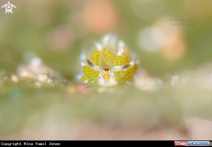 A Sheep nudi