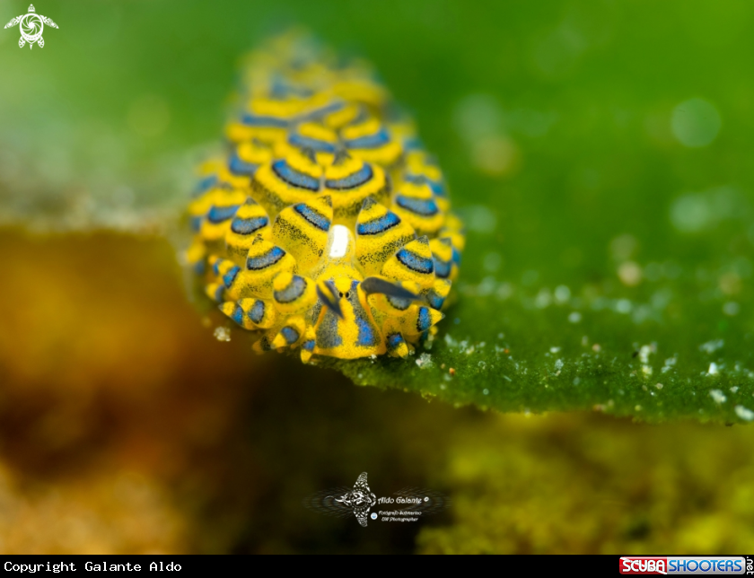 A Leaf slug - Leaf sheep