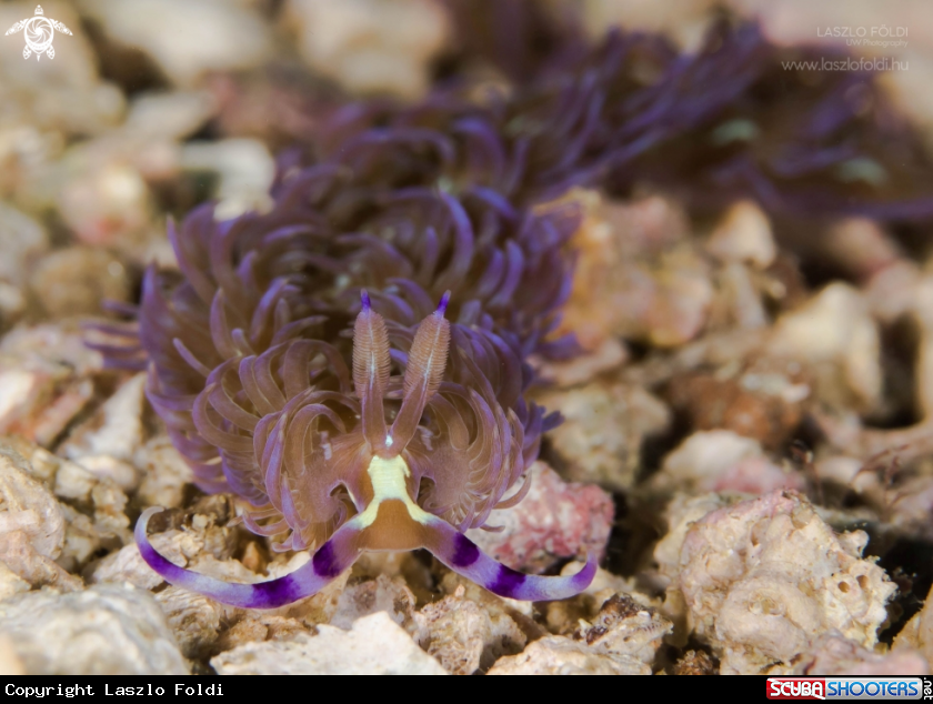 A Pteraeolidia semperi