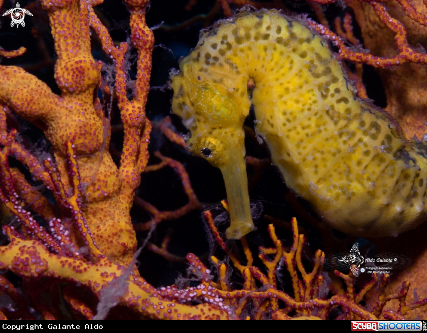 A Tiger Tail Seahorse