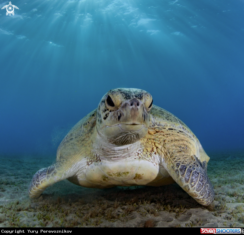 A Turtle