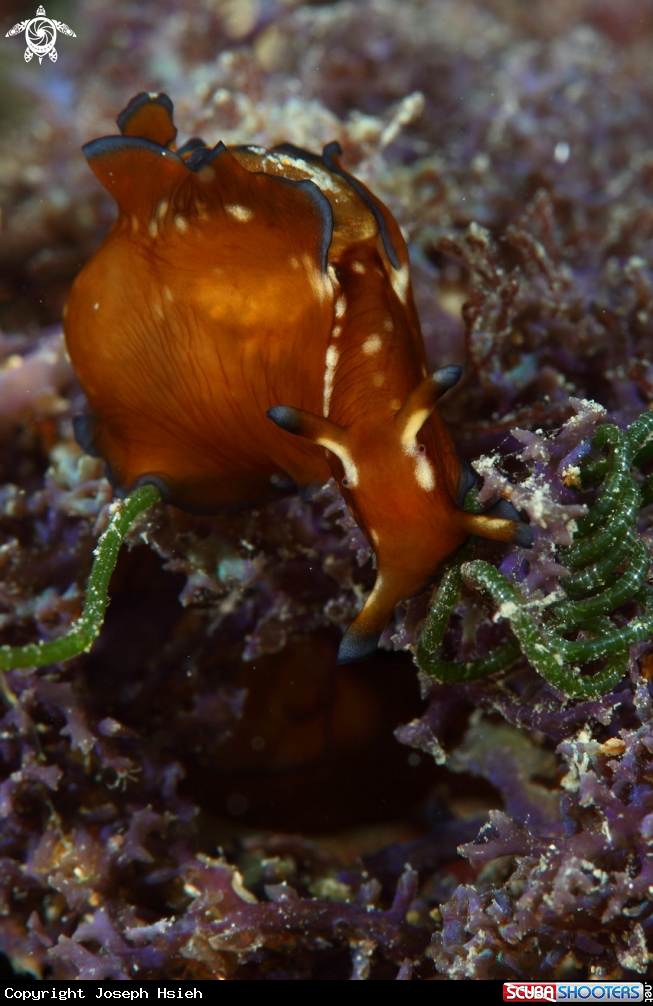 A See Slug