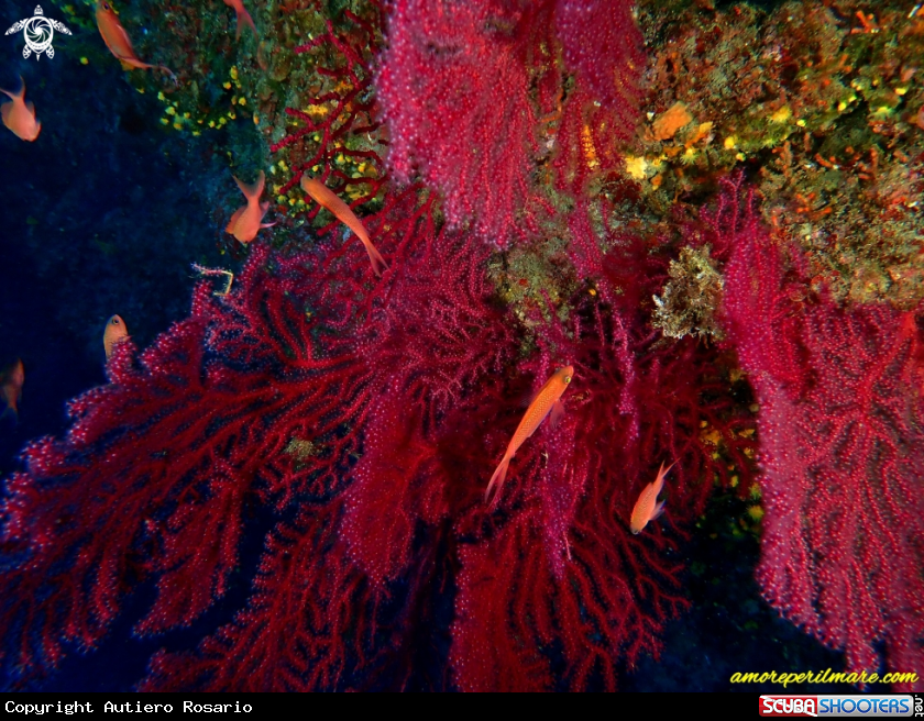 A Gorgonia Rossa 