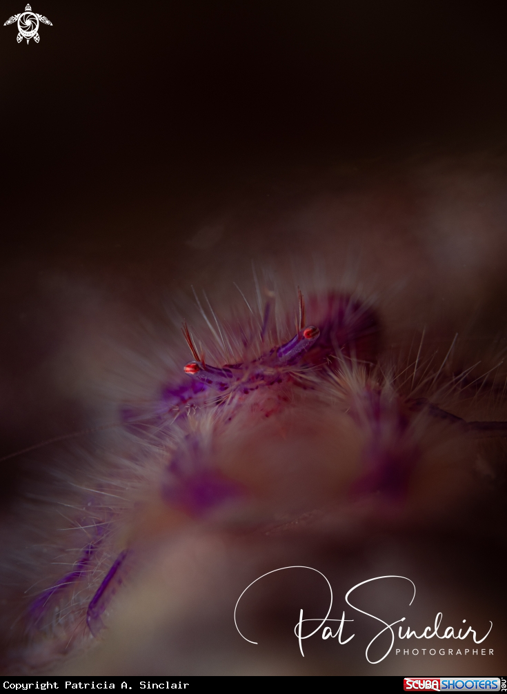 A Pink hairy squat lobster