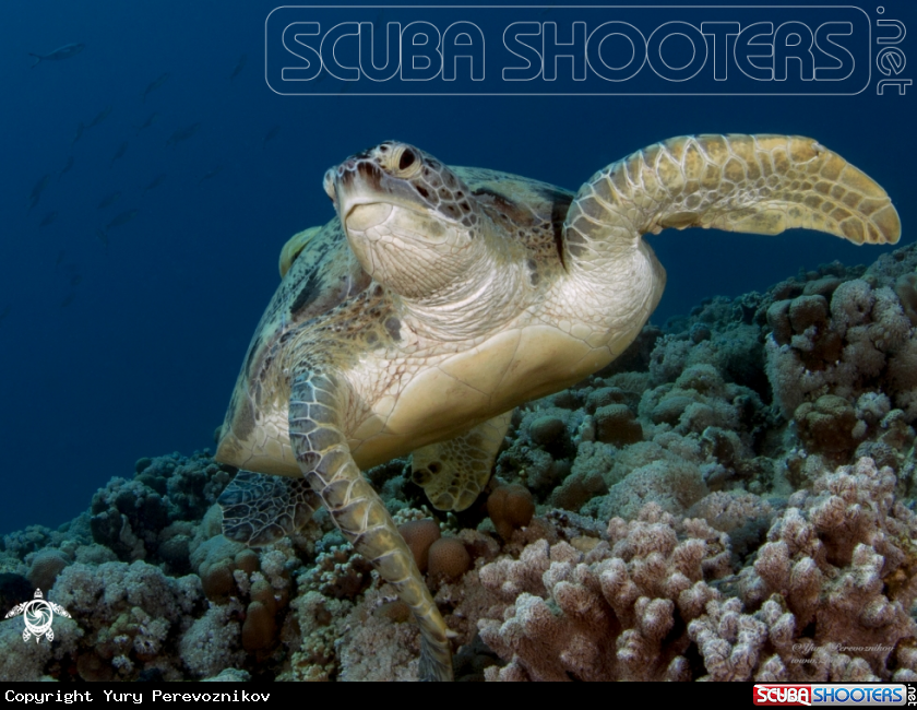 A Turtle