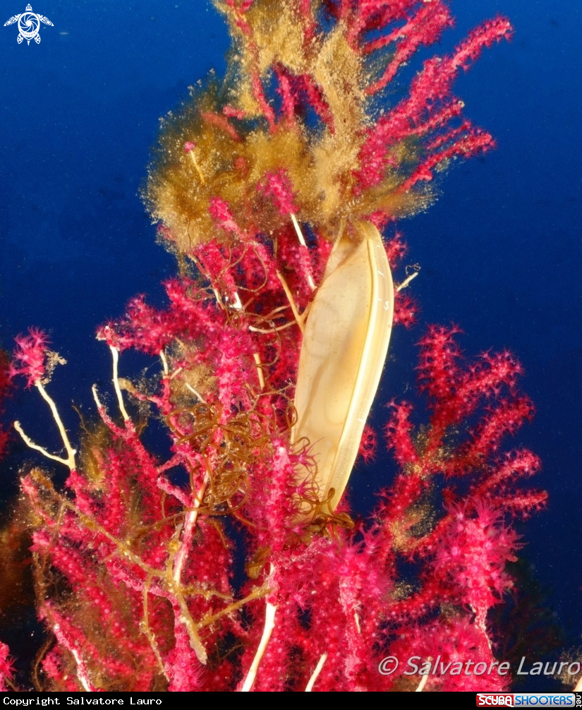 A gorgonia