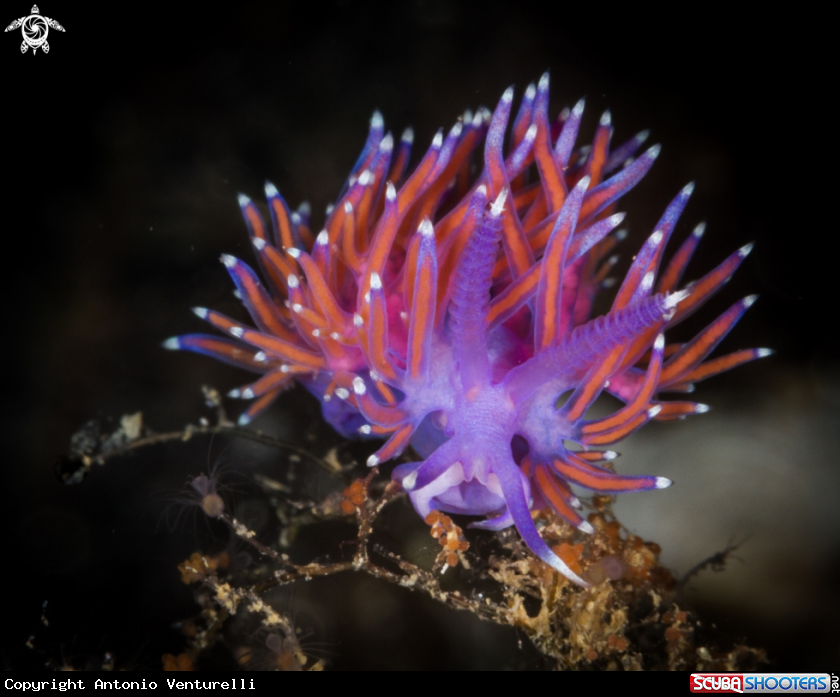 A Flabellina rosa nudibranch