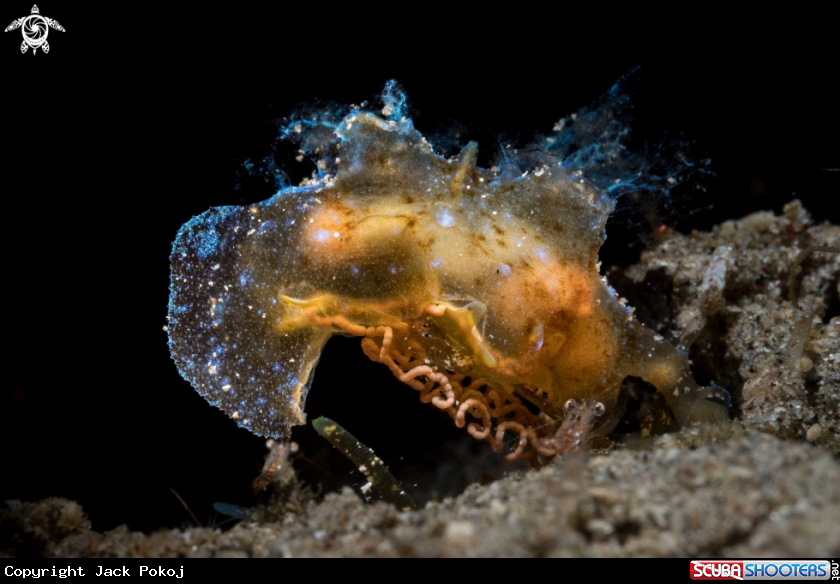 A Notobryon wardi