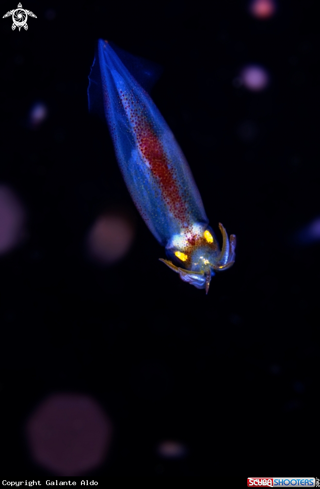 A Squid