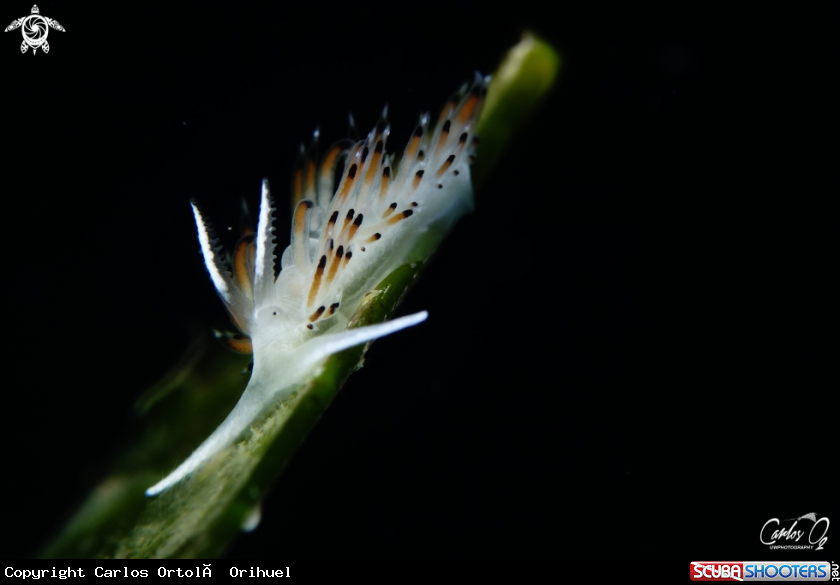 A Nudibranch