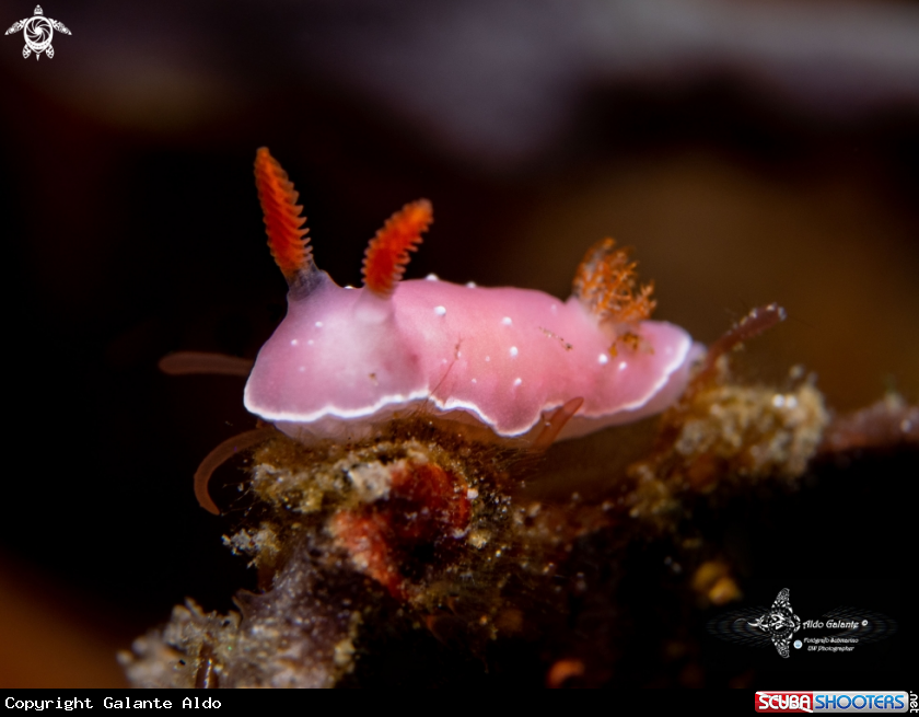A Nudibranch
