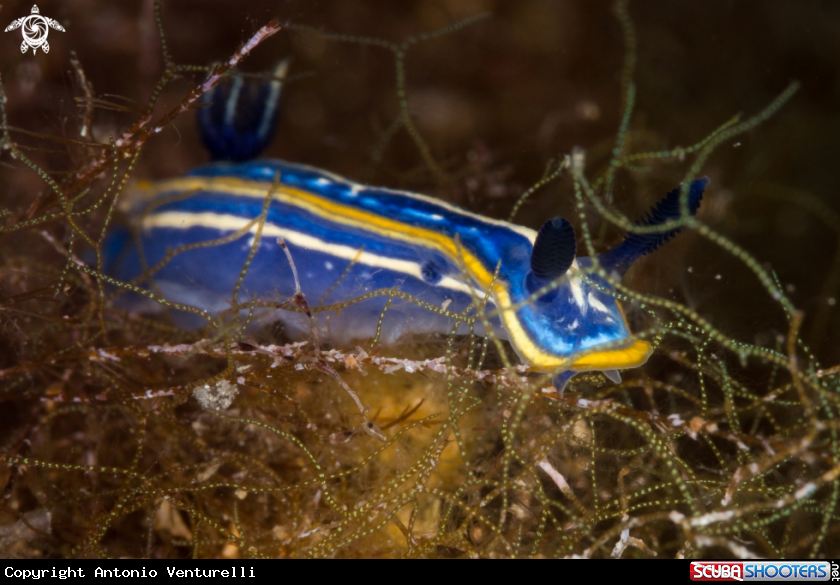 A Hypselodoris tricolor nudibranch