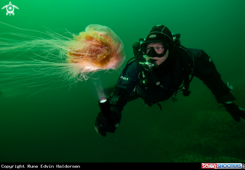 A Lions mane jelly