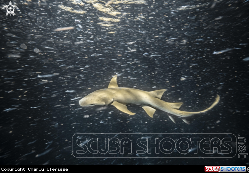 A Nurse Shark