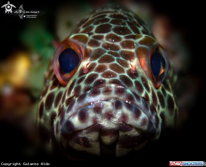 A Honeycomb Grouper