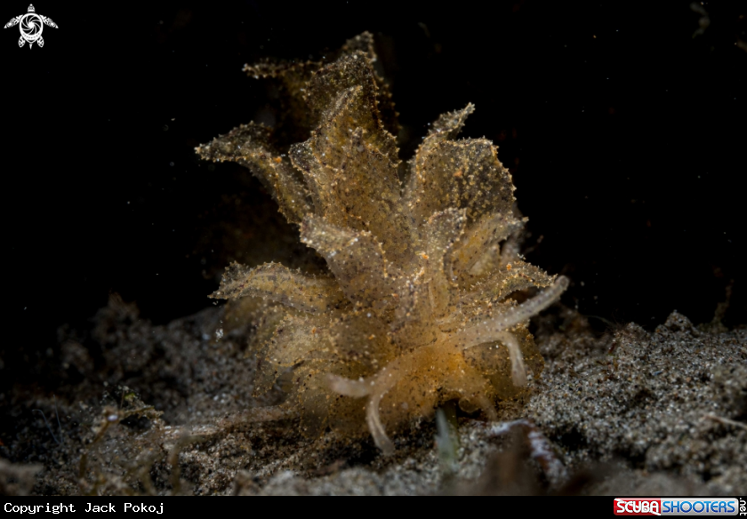 A Polybranchia orientalis
