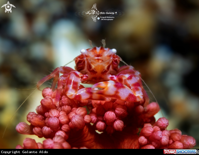 A Crab - Soft Coral