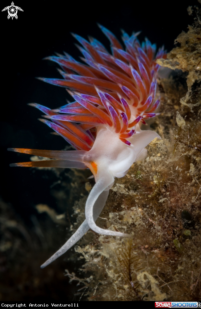 A Cratena peregrina nudibranch