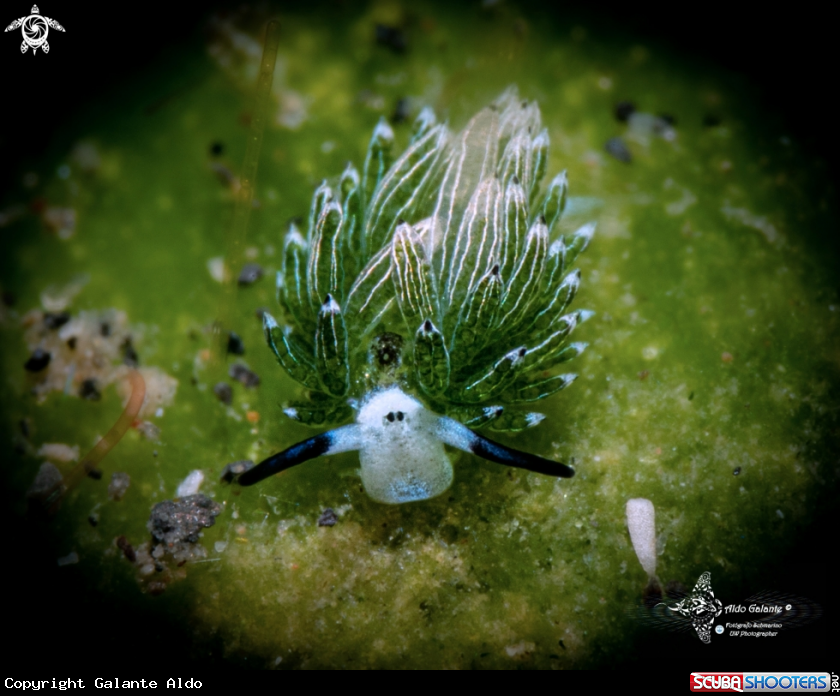 A Sheep Nudibranch
