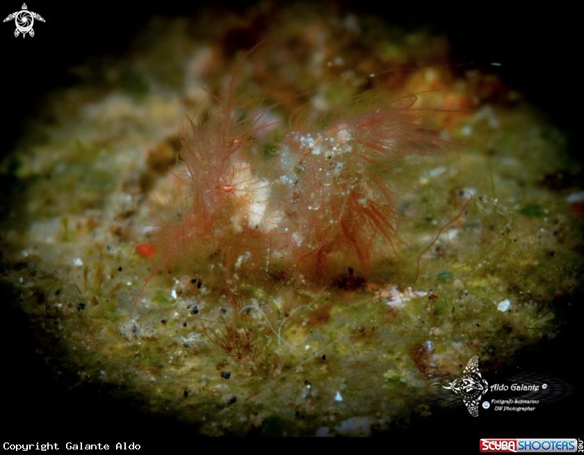 A Hairy Shrimp (5 mm) 