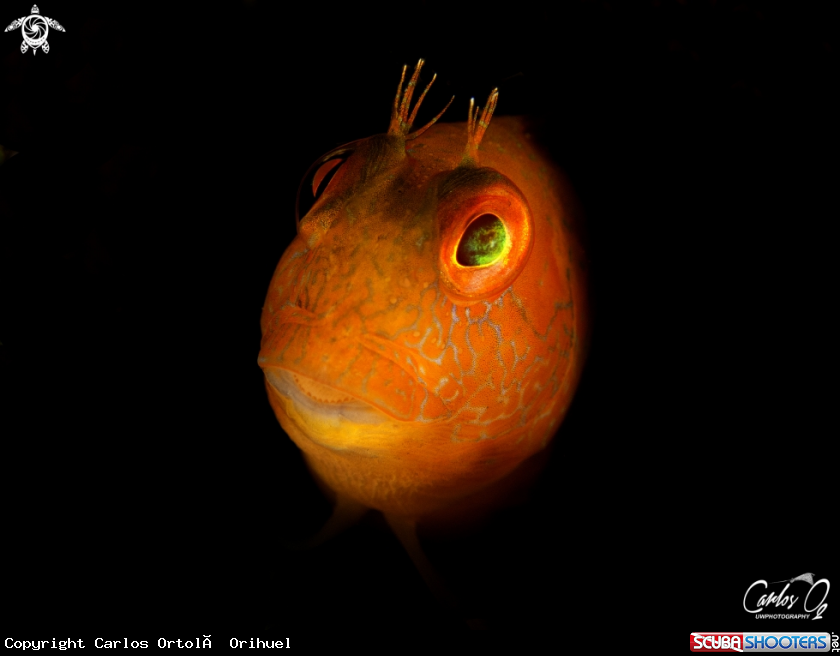 A Blenny 